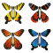 Insect Lore Natahovací motýlek 1ks